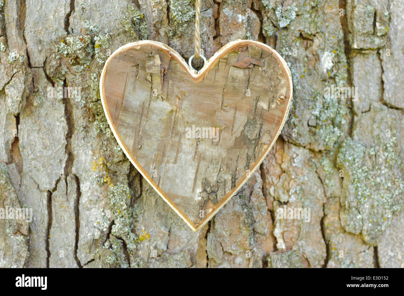 Herz aus Holz auf Rinde Baum geschnitzt Stockfoto