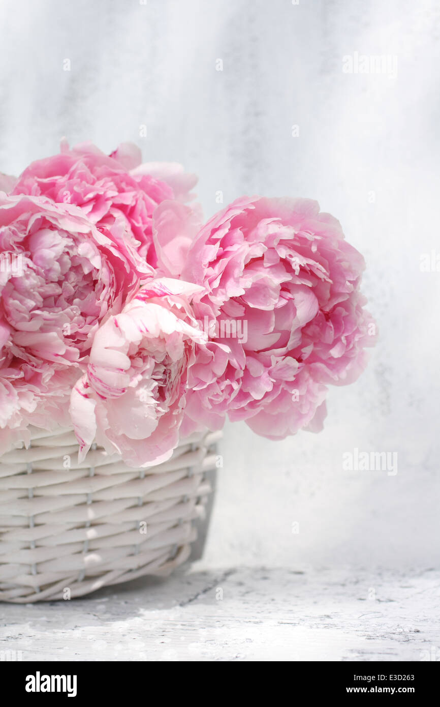 Schöne weiche rosa Pfingstrosen künstlerische Stilleben auf weißen gemalten Hintergrund Stockfoto