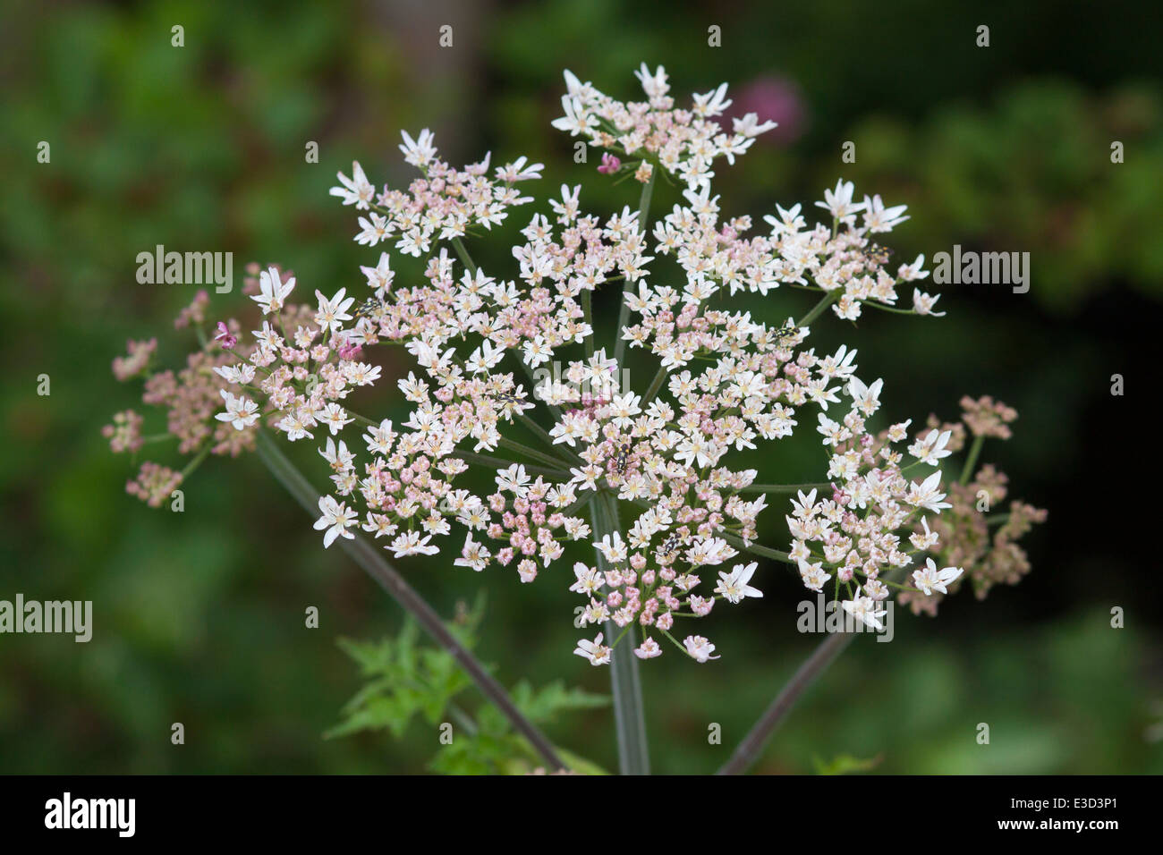 Makroaufnahme des Blütenkopfes des Hogweed (heracleum sphondylium). Stockfoto