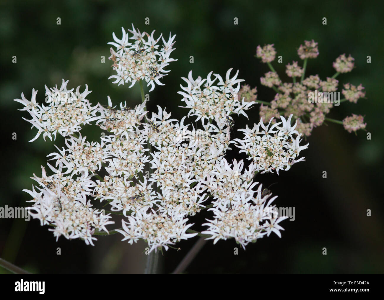 Makroaufnahme des Blütenkopfes des Hogweed (heracleum sphondylium). Stockfoto