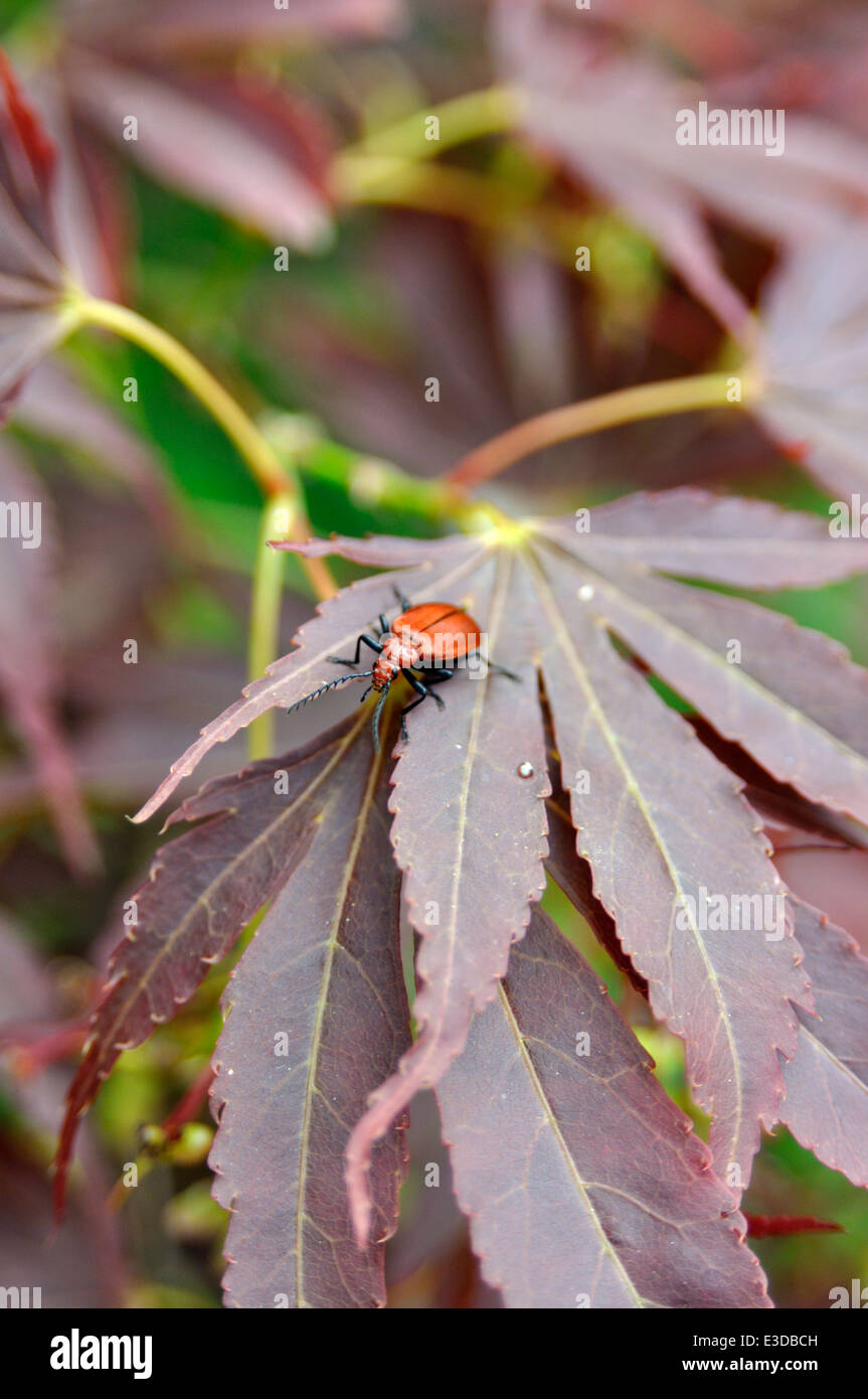 Der gemeinsame Kardinal Käfer (Pyrochroa Serraticornis) auf dem Blatt eine japanische Ahorne (Acer Palmatum) 'Atropurpureum' Stockfoto