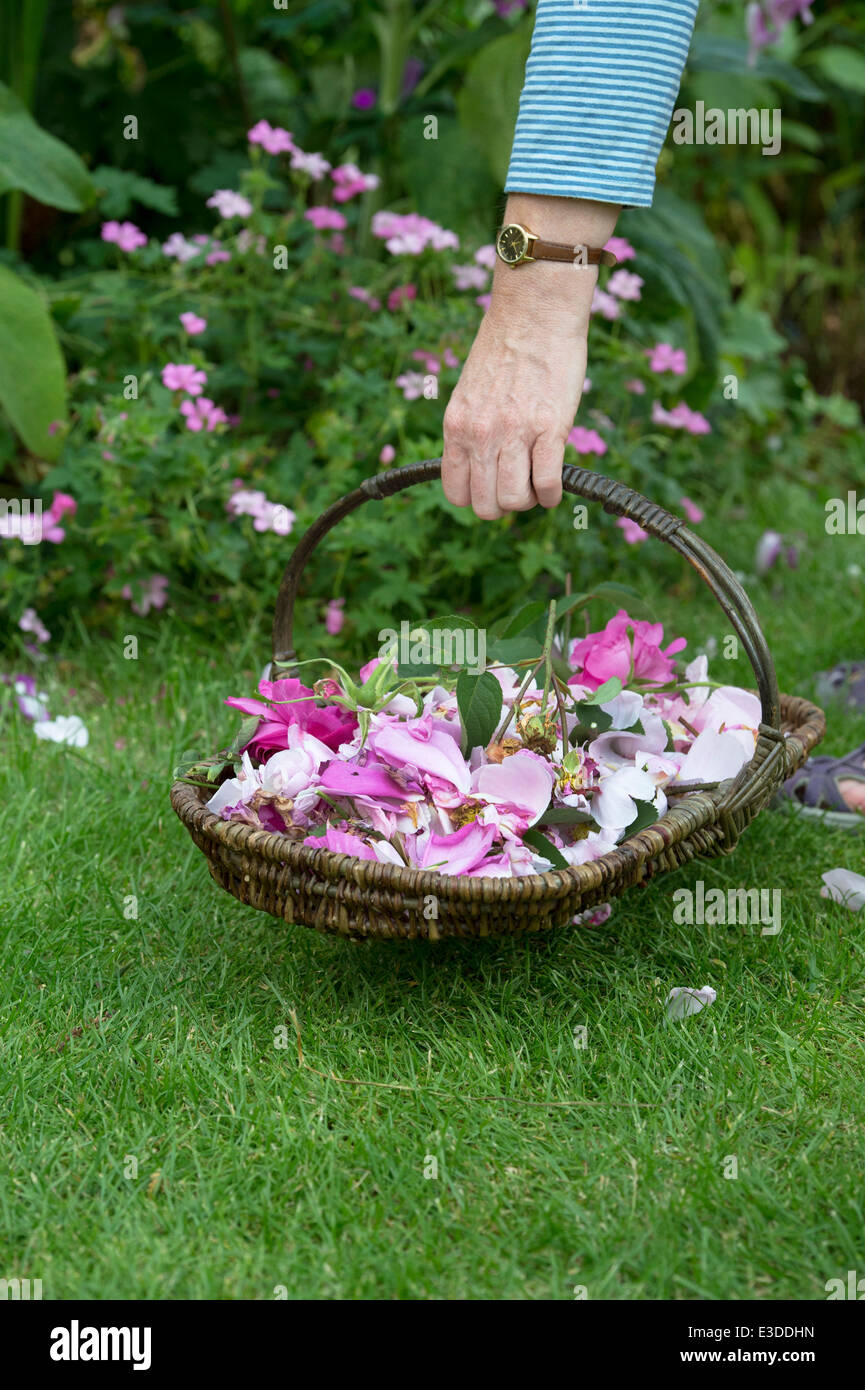 Gärtner, deadheaded Rosen in einen Weidenkorb in einem Garten Stockfoto