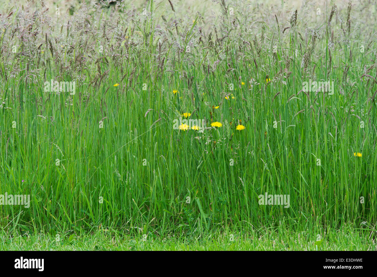 Lange Wiese Rasen Samen in der englischen Landschaft gonna Stockfoto