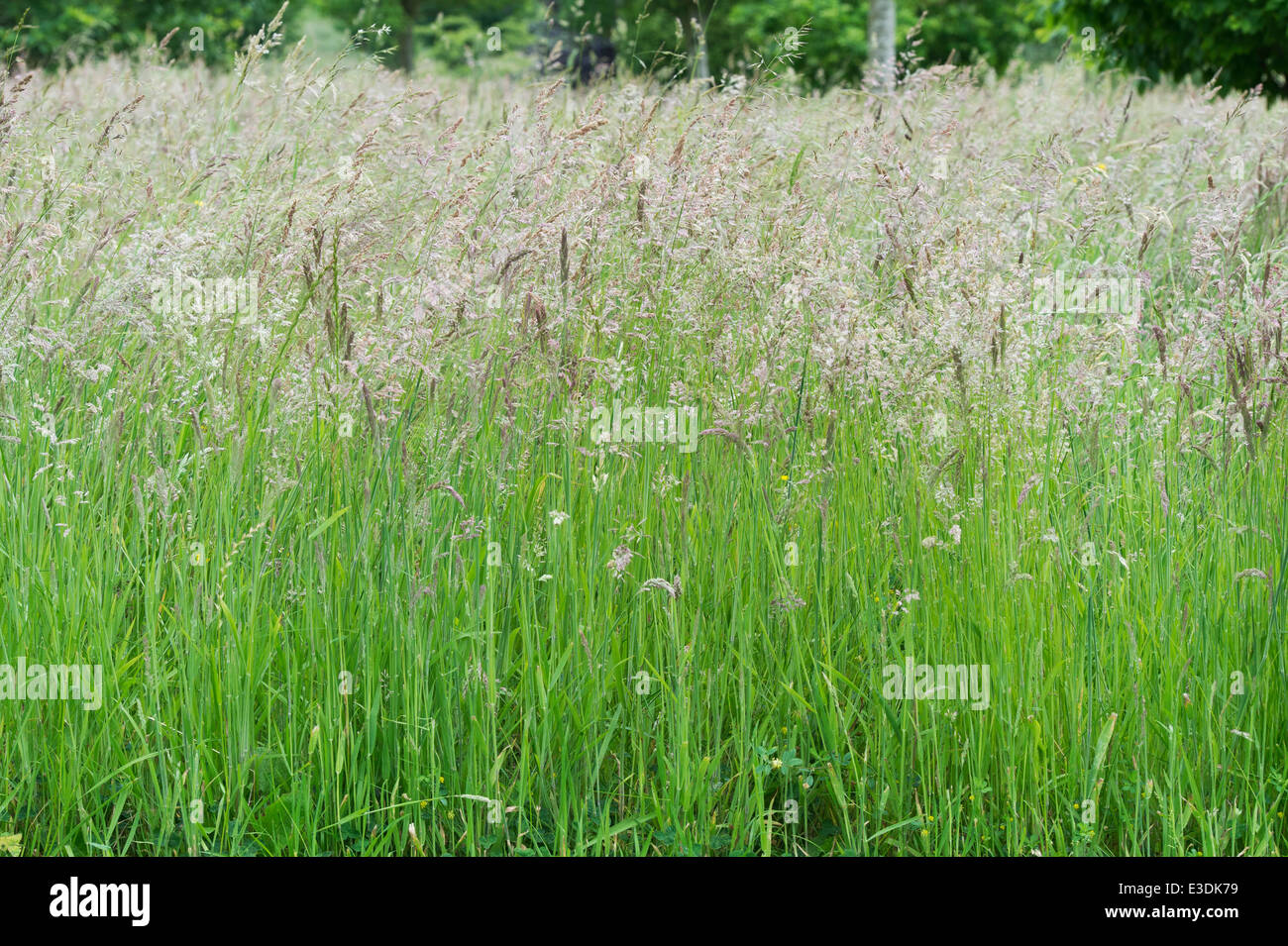 Lange Wiese Rasen Samen in der englischen Landschaft gonna Stockfoto