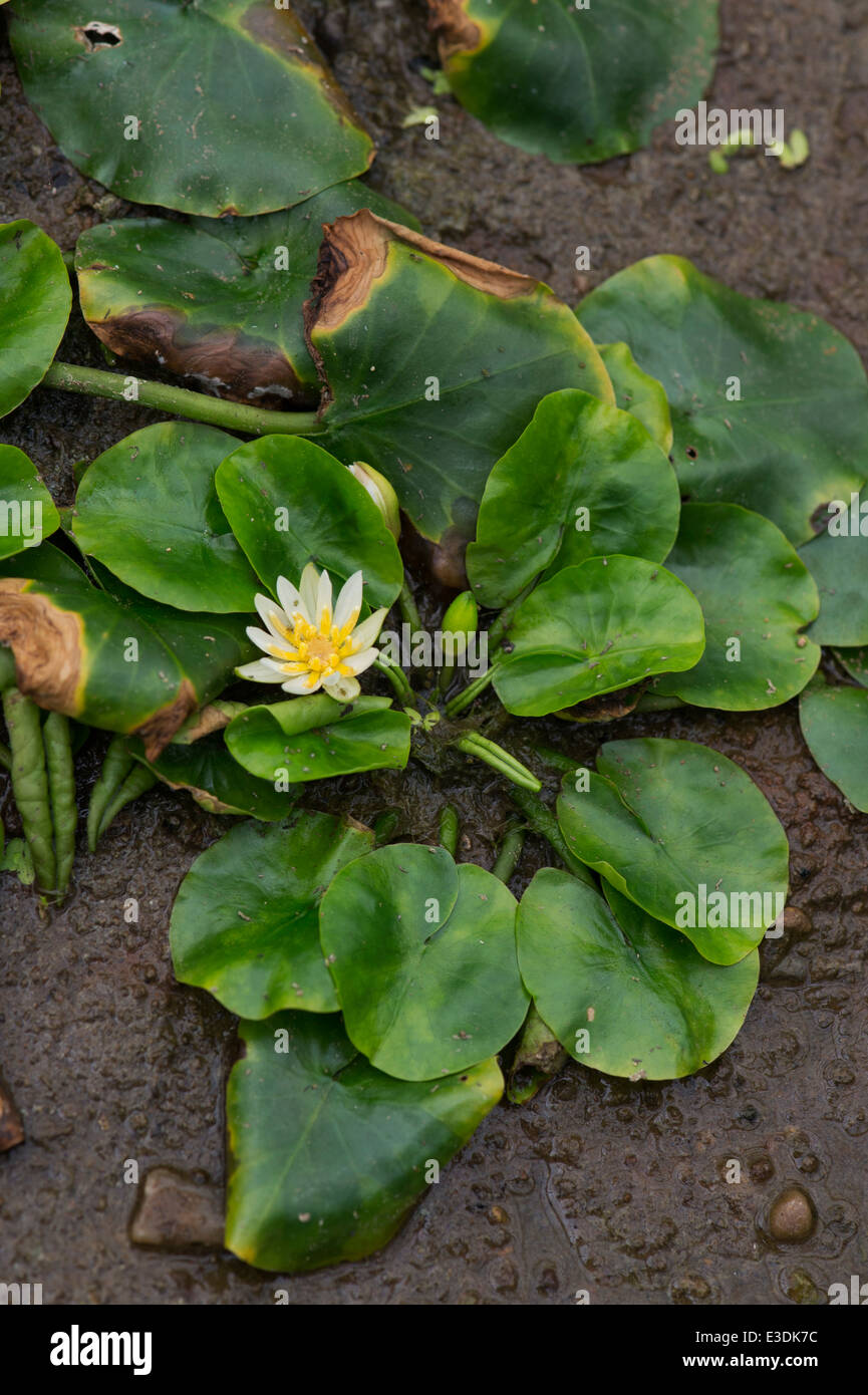 Nymphaea Thermarum Seerose Blüte in Kew Gardens. London Stockfoto