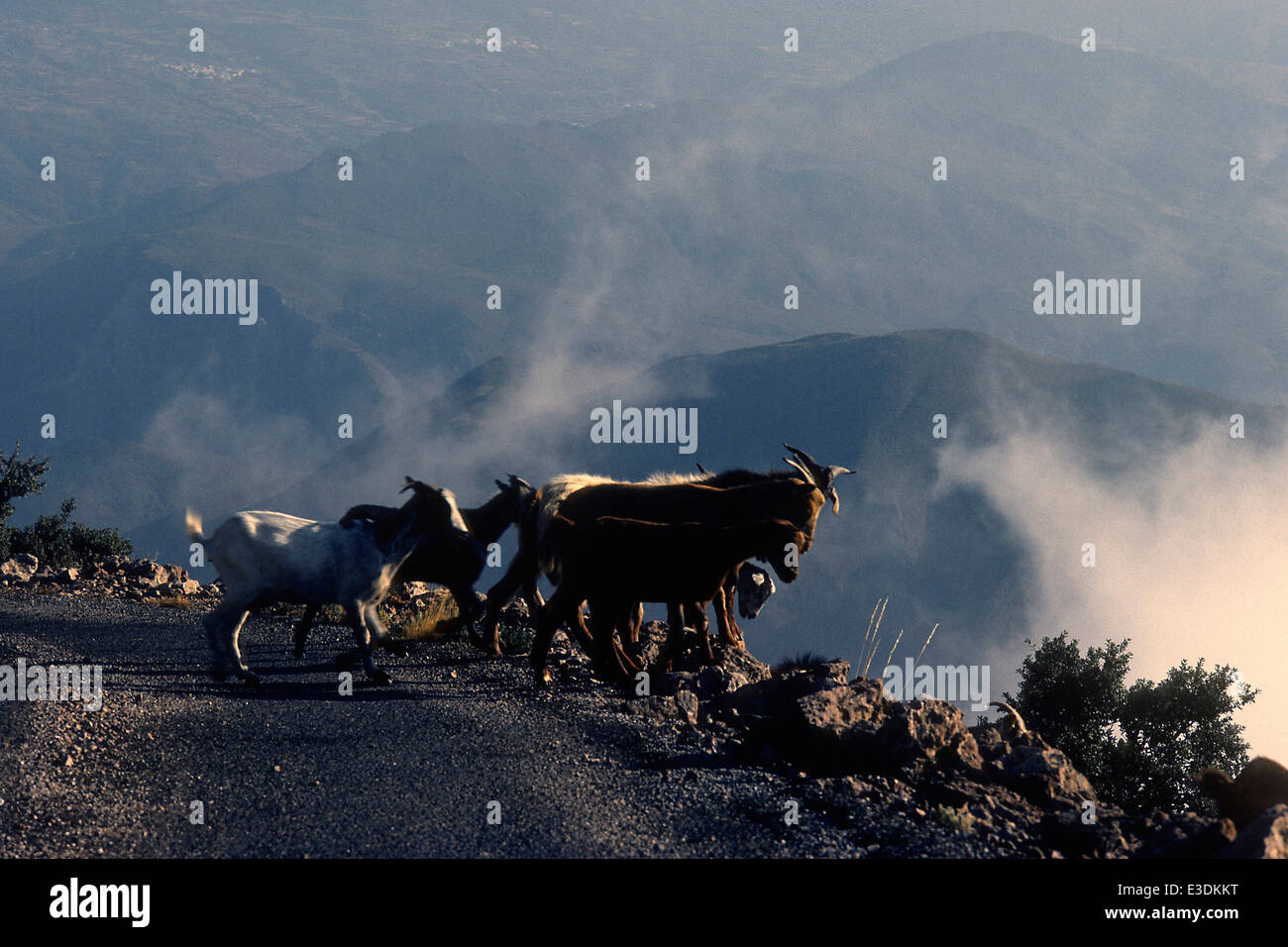 Ziegen genießen Freiheit bis in die Wolken in den Alpujarras, Südspanien Stockfoto