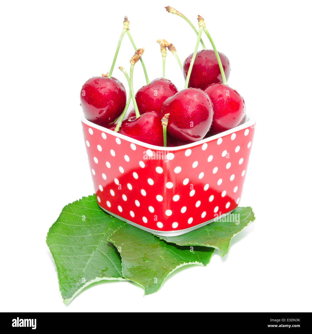 Sommer Dessert reifen Kirschen nass mit Tropfen Beeren in rot gefleckte quadratische Schale auf frische Blätter Stockfoto