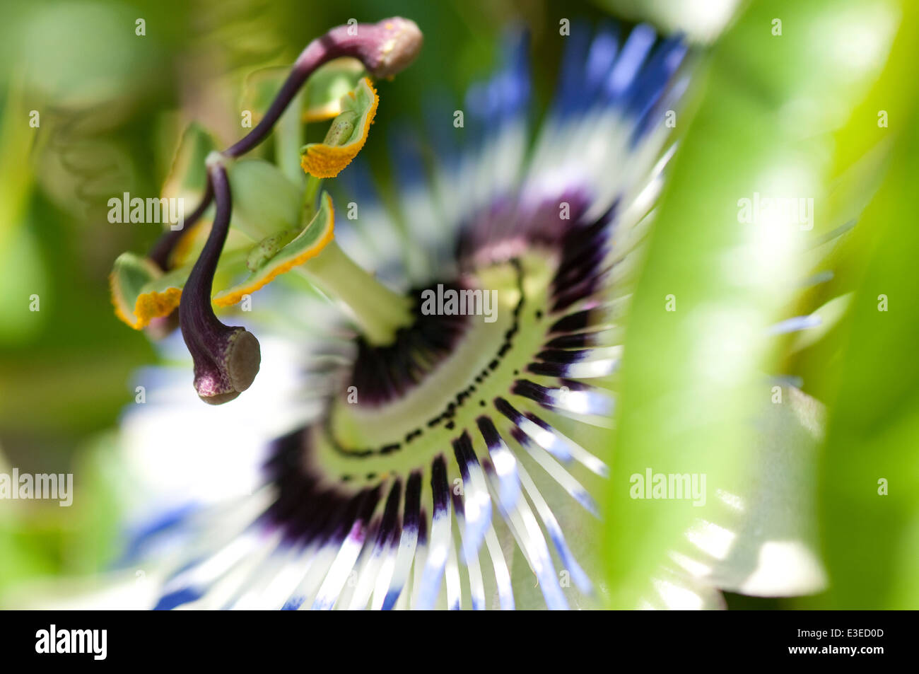 Leidenschaft Blume Im Garten Stockfoto Bild 71002973 Alamy