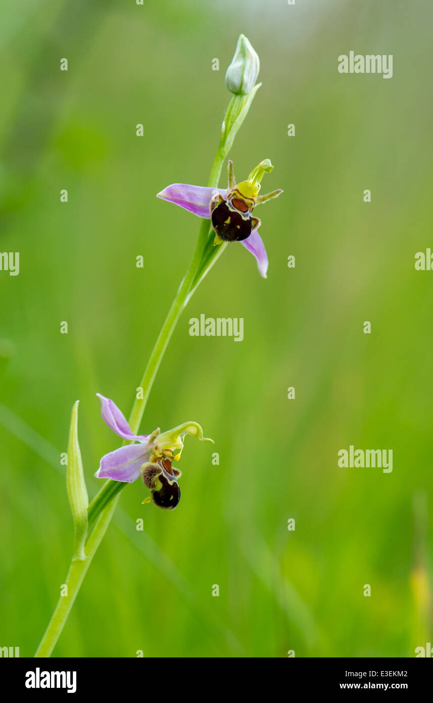 Nahaufnahme der eine Biene Orchidee auf einer englischen Wiese Stockfoto