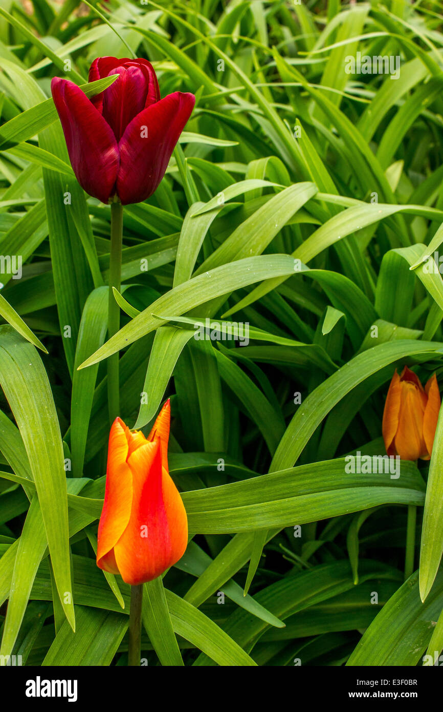 Hidcote Manor Garden ist ein Garten in Großbritannien, befindet sich im Dorf von Hidcote Bartrim, in der Nähe von Chipping Campden, Gloucestershire. Stockfoto