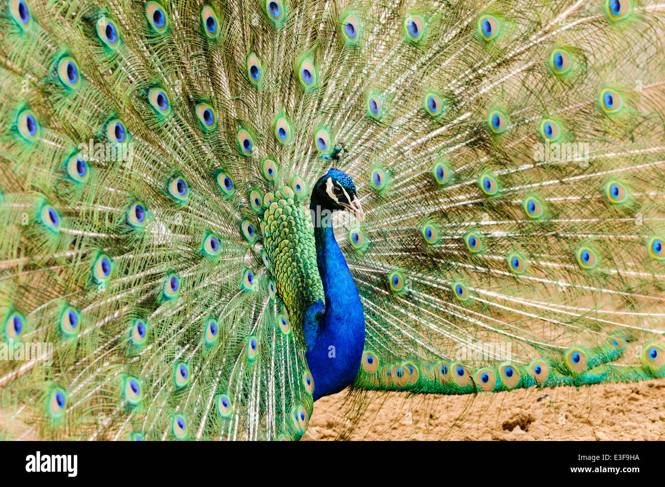 Peacock Pfauen (Pavo Cristatus) Schwanzfedern anzeigen Stockfoto