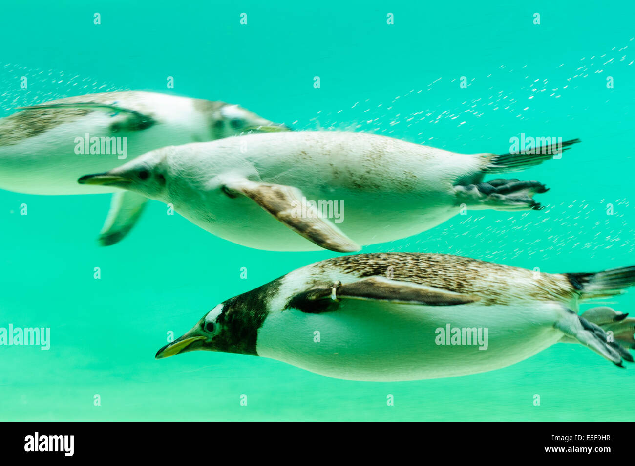 Gentoo Pinguine schwimmen unter Wasser Stockfoto