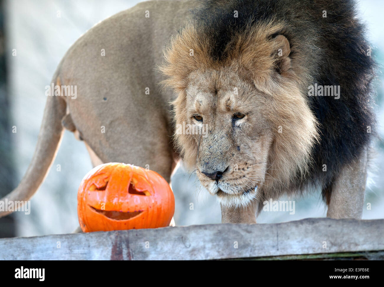 Abendessen ist im ZSL London Zoo eine makabre Verjüngungskur pünktlich zu Halloween, immer wie die Tiere das gruselige fest anschließen. Tierpfleger sind immer beschäftigt mit ihren kreativen schnitzen um sicherzustellen, dass es ein happy Halloween für die Zoo-Tiere, darunter Löwen, Pinguine, Giraffen und Affen.  Mitwirkende: Asiatischen Löwen wo: London, Vereinigtes Königreich bei: 30. Oktober 2013 Stockfoto