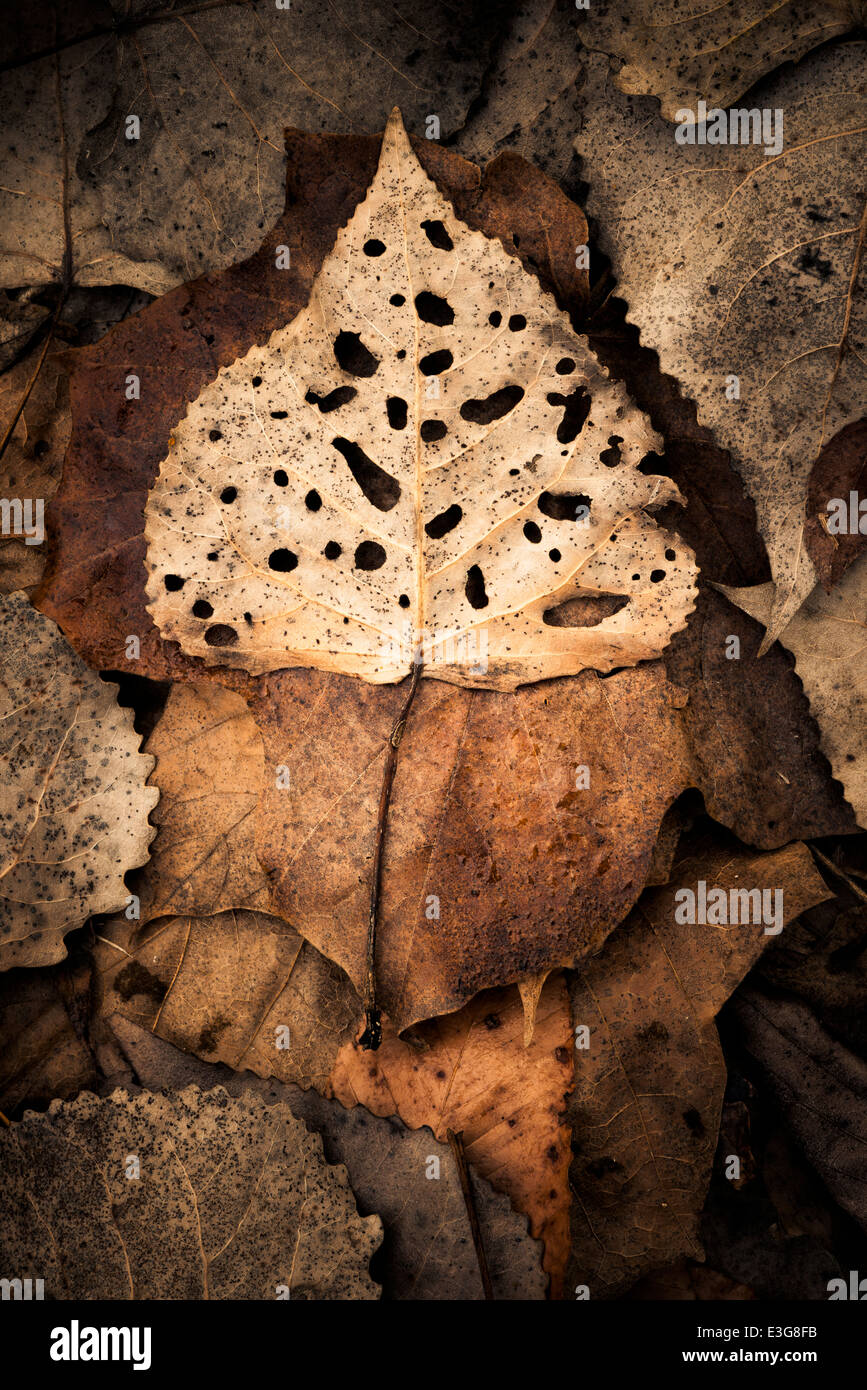 Ein teilweise verfallene östlichen Cottonwood-Blatt Stockfoto