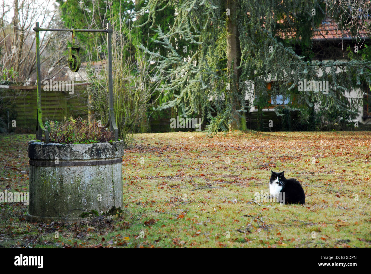 Ruhe-Katze in der Nähe eines alten und heute nicht mehr existierenden Wasser gut Stockfoto
