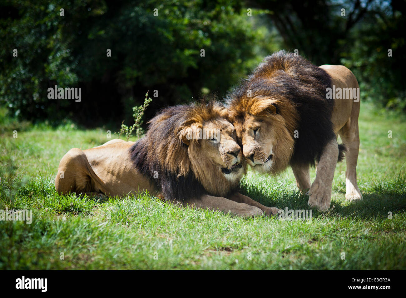 Andrea und Janu, der so genannten italienischen Löwen, kuscheln in