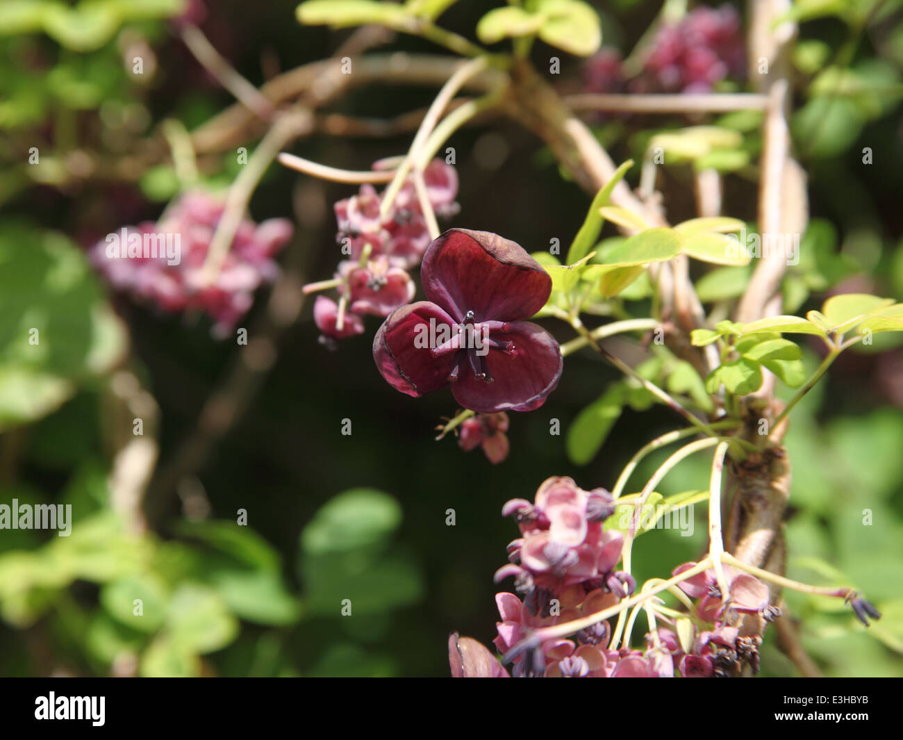 Akebia Quinata Nahaufnahme von Blumen Stockfoto