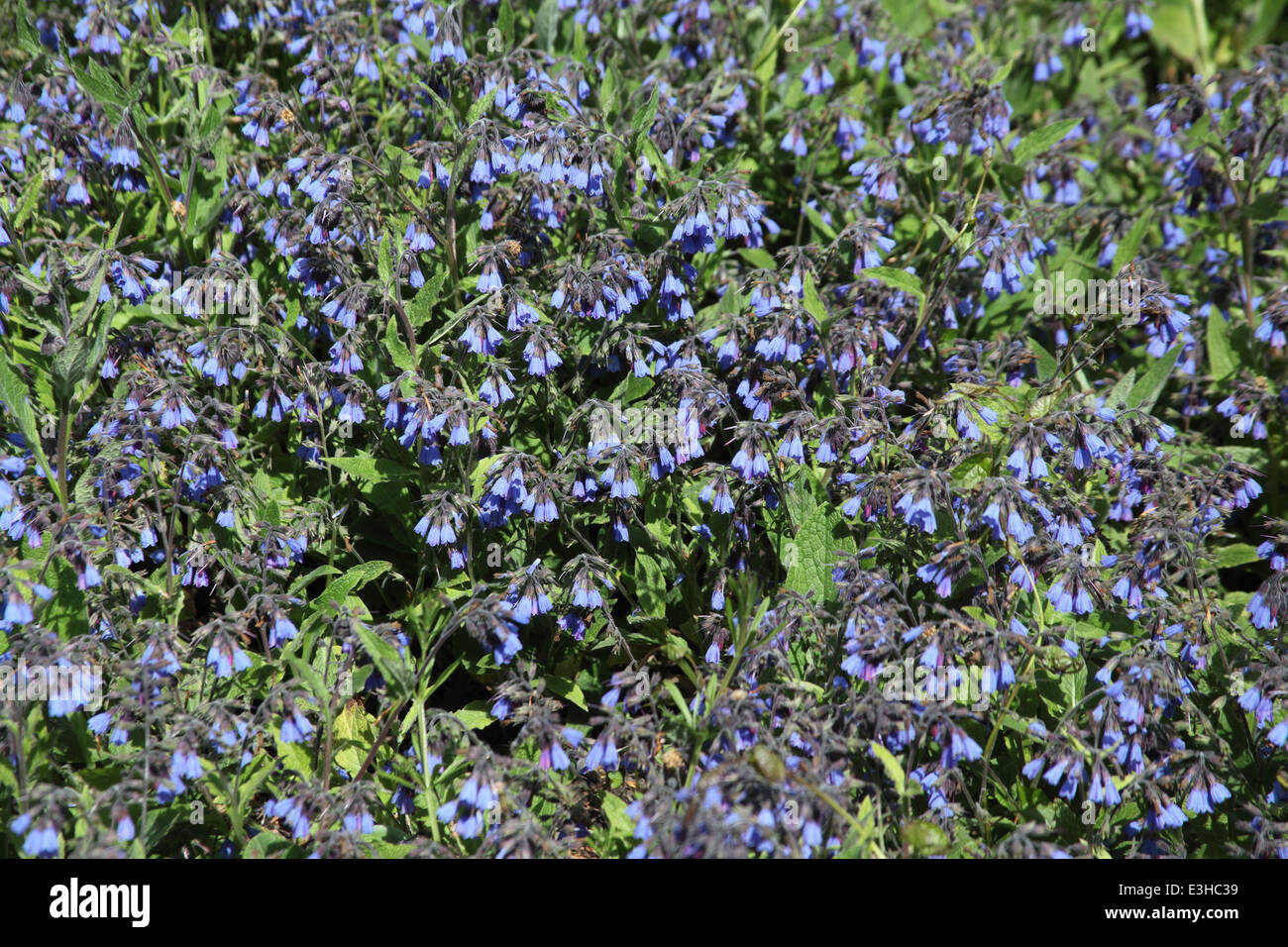 Pulmonaria Longifolia Pflanze in Blüte Stockfoto