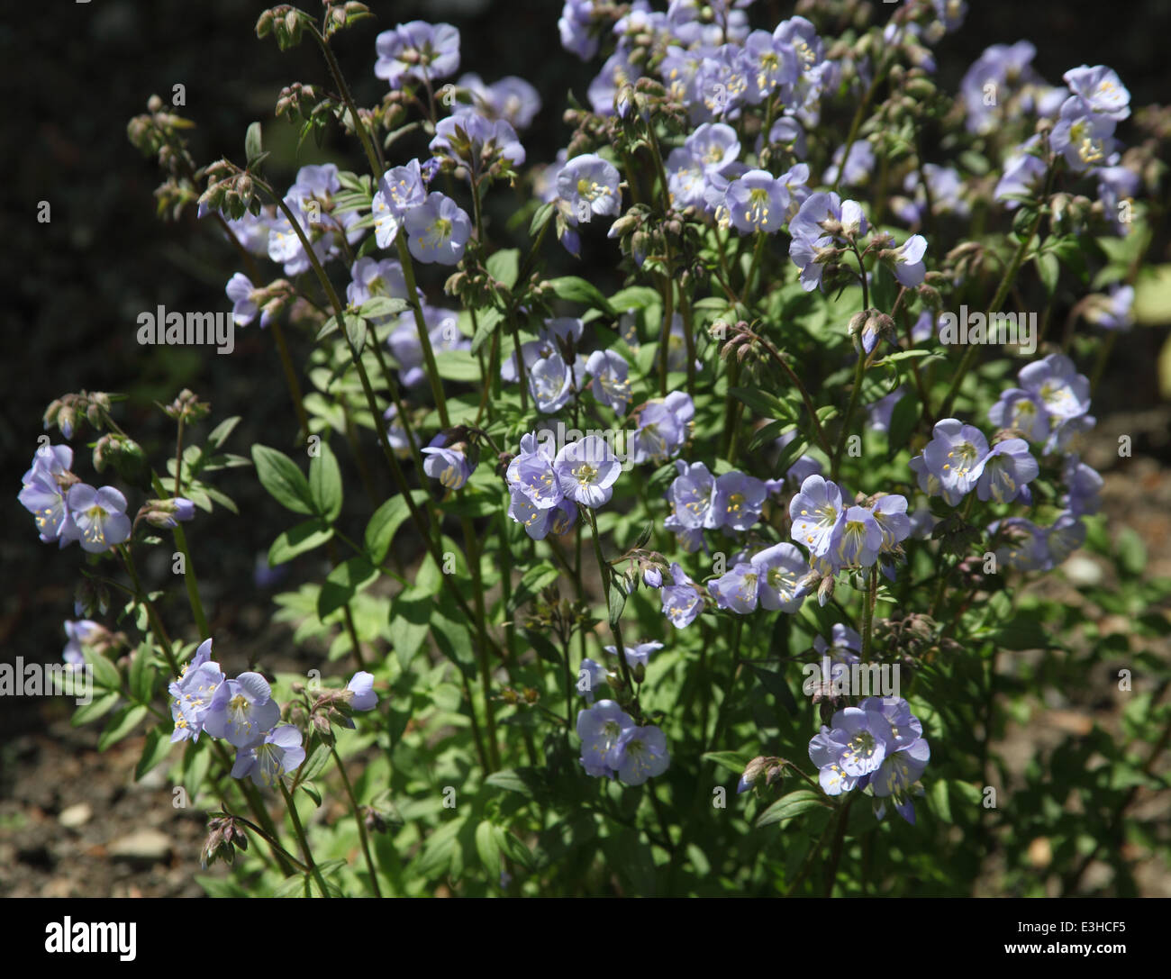 Polemonium "Sonjas Bluebell" Nahaufnahme von Blumen Stockfoto