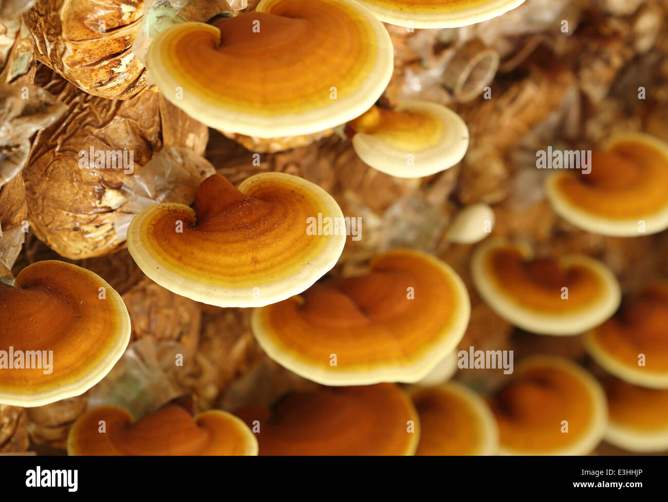 Lingzhi Pilze Pilzzucht Stockfoto