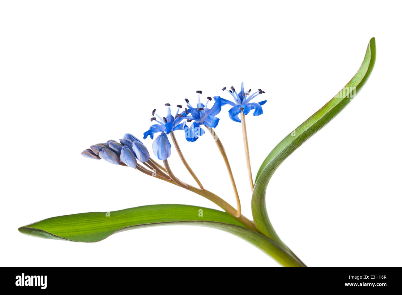 Sibirischer Blaustern (Scilla Siberica) auf weißem Hintergrund Stockfoto
