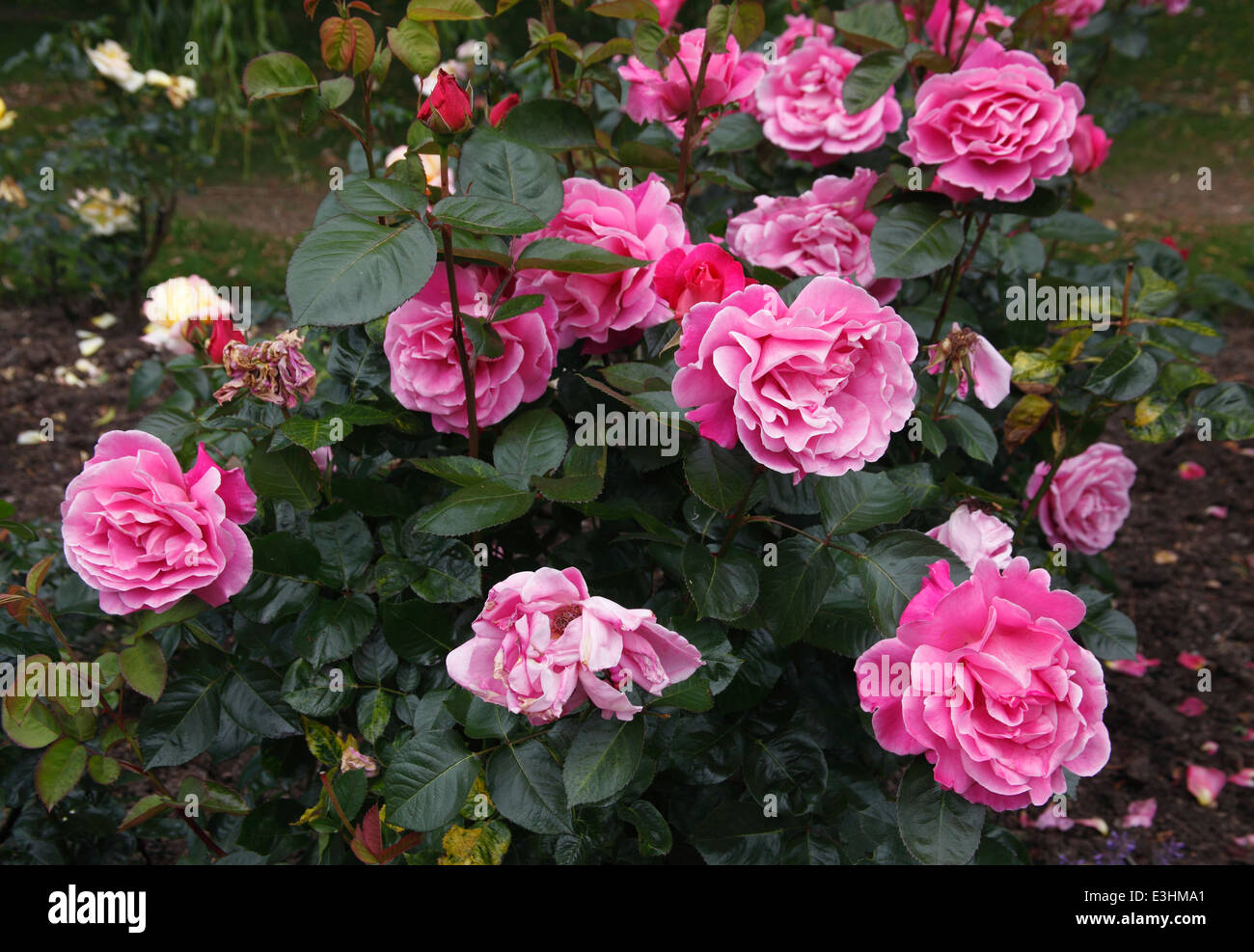 Rosa 'Pink Peace' Rose Strauch in Blüte Stockfoto