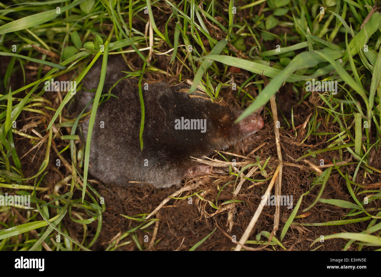 Talpa Europaea Maulwurf durch langes Gras laufen Stockfoto