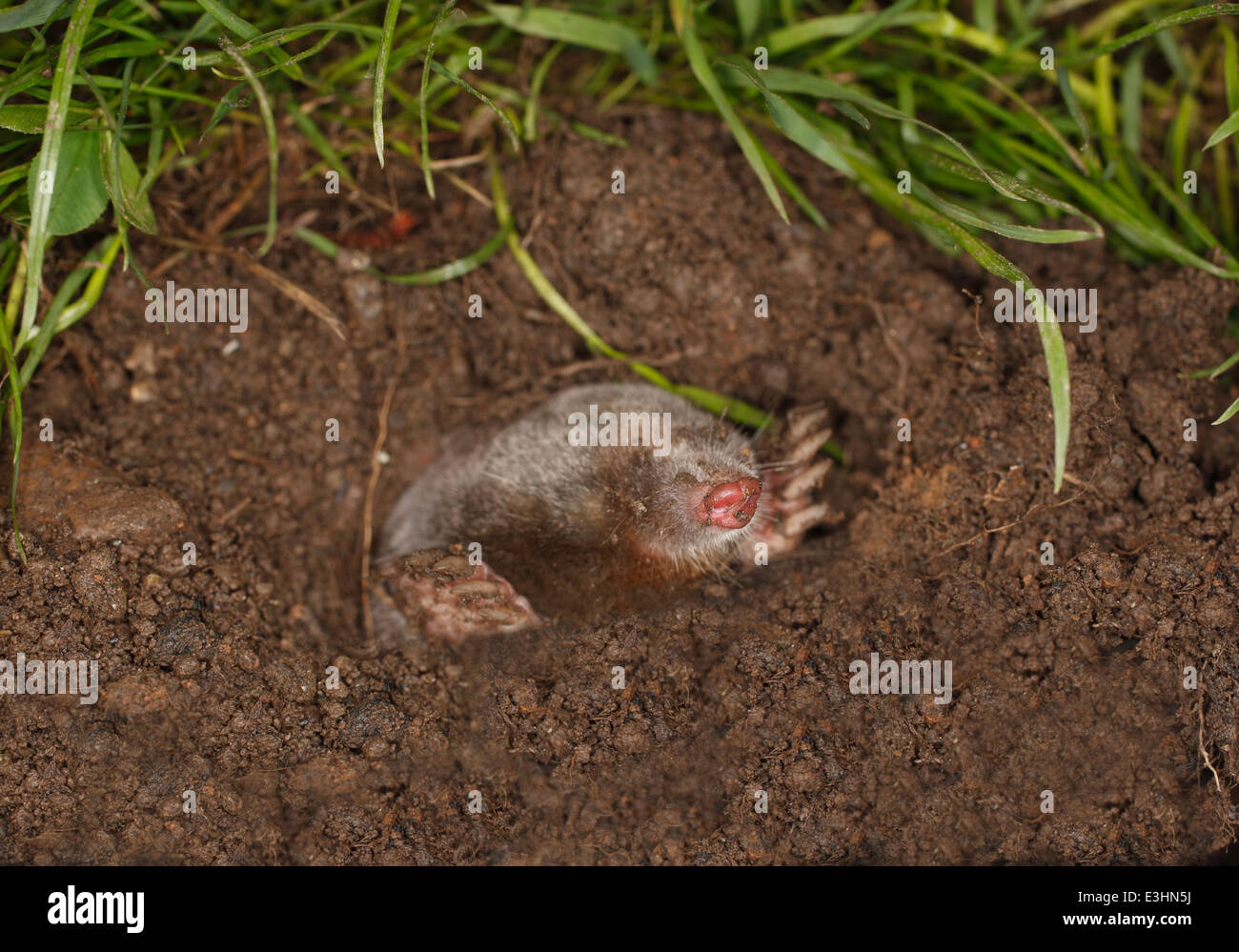 Talpa Europaea Maulwurf kommt aus dem Loch Stockfotografie Alamy