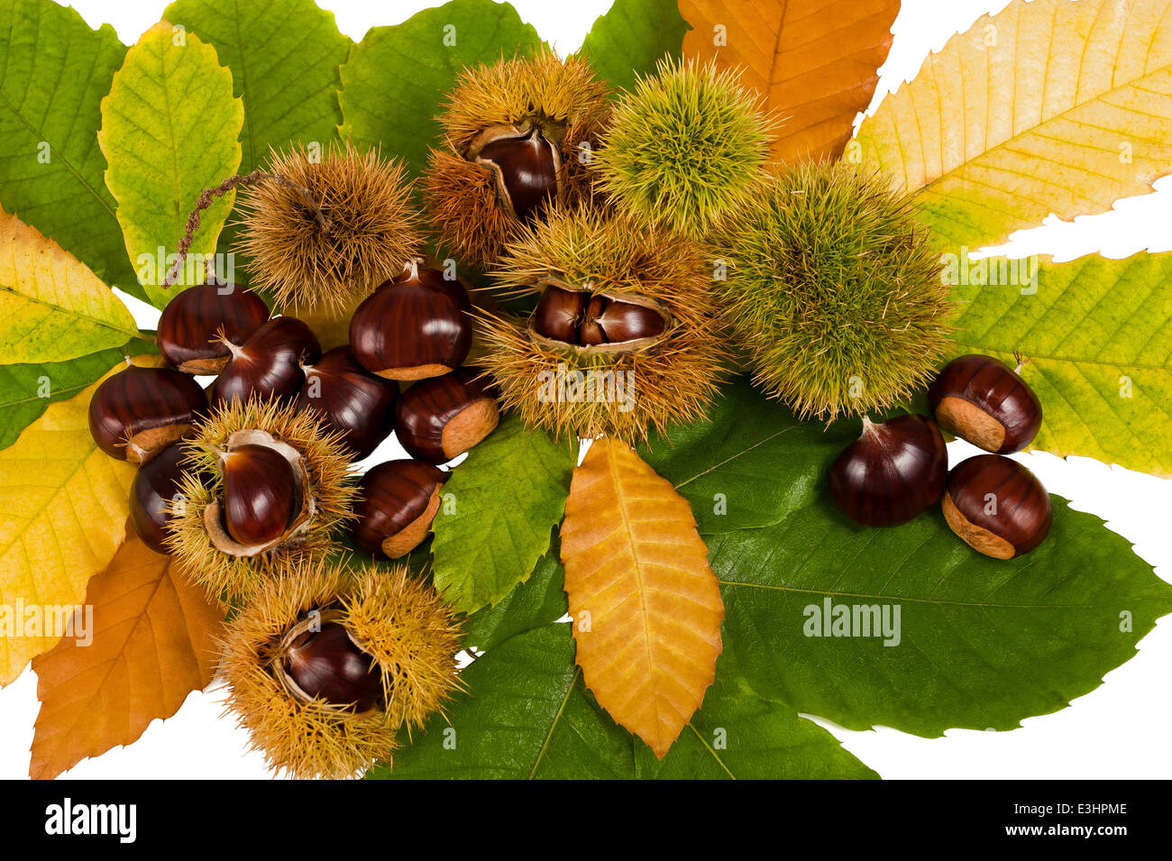 Kastanien und Maronen Schalen isoliert auf weiß Stockfoto