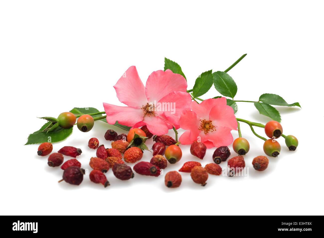 Blüten und Früchte der Heckenrose Stockfoto