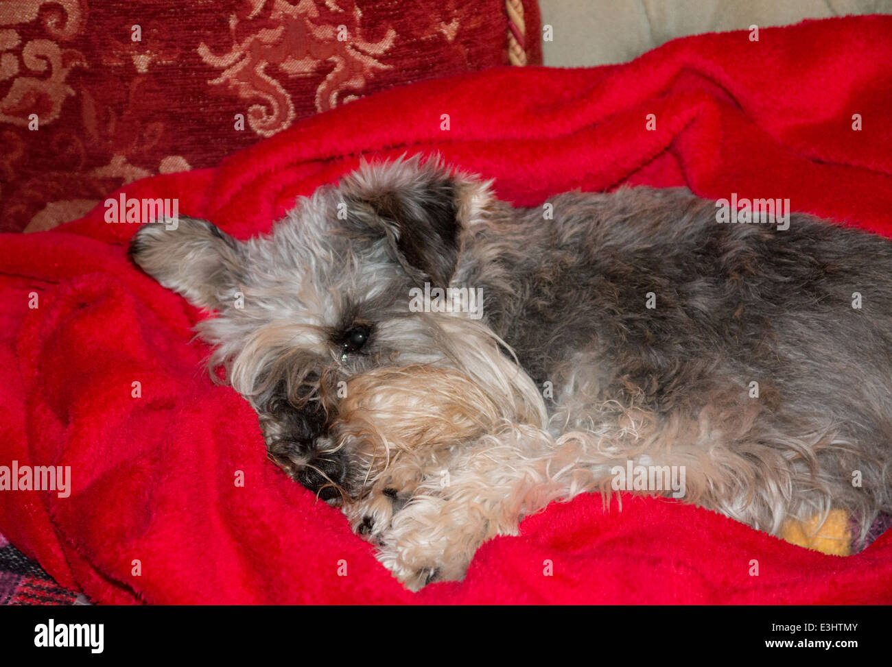 Zwergschnauzer auf einer roten Decke schlafen Stockfoto