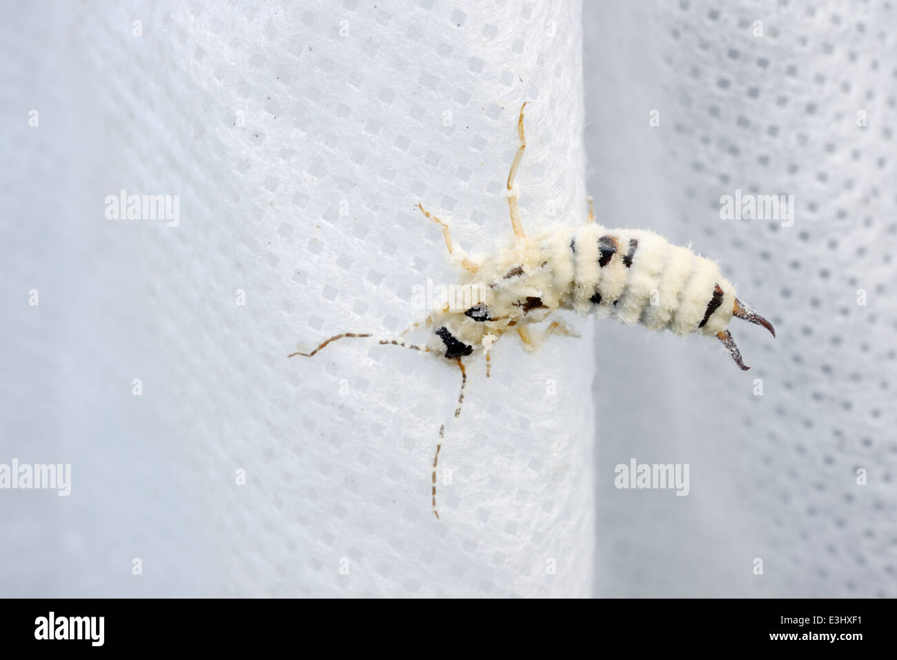 Ein enthopathogenische Pilz (ein Parasit der Insekten) ergibt sich aus einer infizierten gemeinsame Ohrwurm Forficula Auricularia, UK. Stockfoto