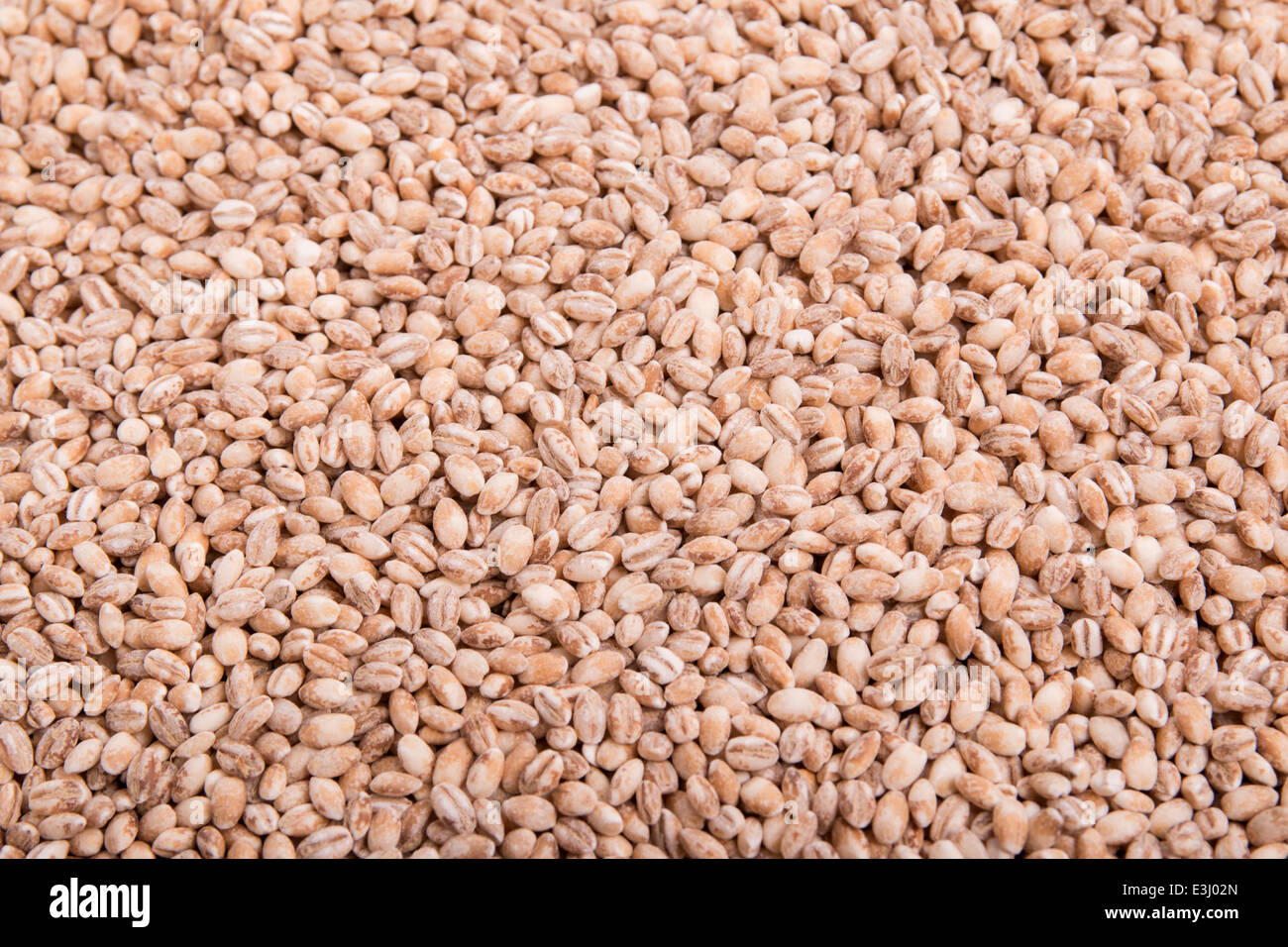 Korn Dinkel (Triticum aestivum var. Spelta) als Hintergrund (15 von 15) Stockfoto