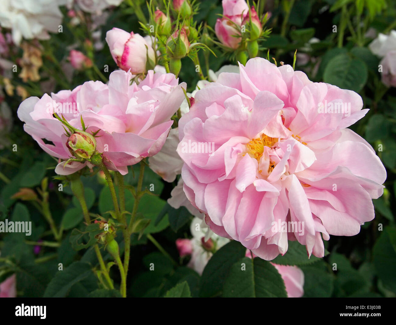 Blüte und Knospen von den alten altmodisch Damaszener rose Celsiana. Stockfoto