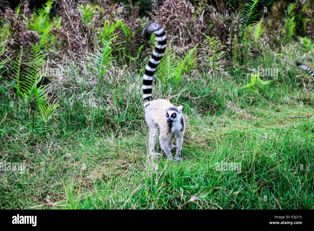 Madagaskar, tailed Vakona Forest Ring Lemuren (Lemur Catta) Stockfoto