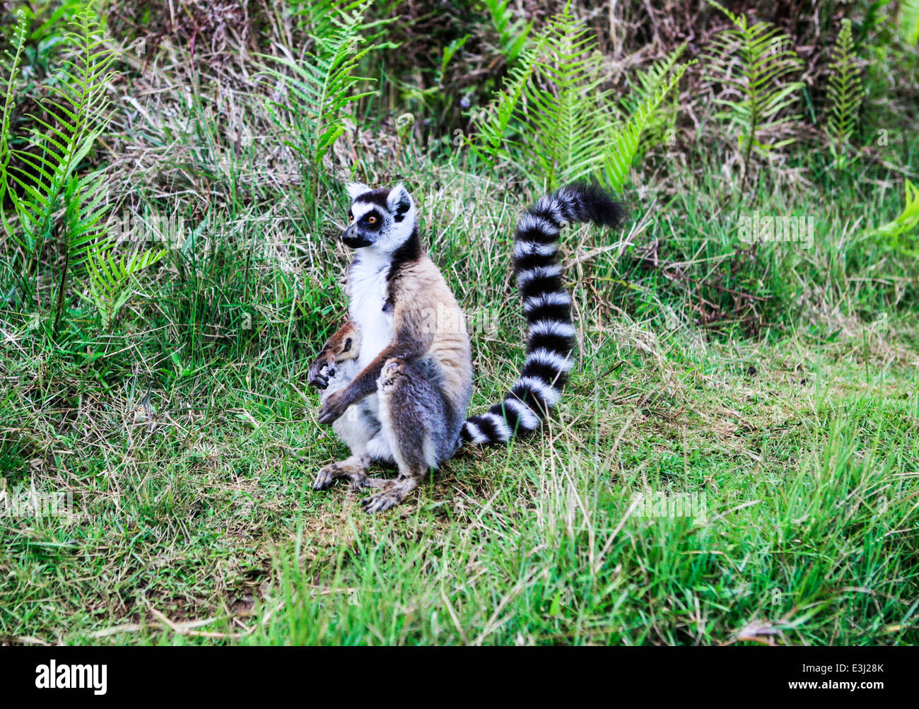 Madagaskar, tailed Vakona Forest Ring Lemuren (Lemur Catta) Stockfoto
