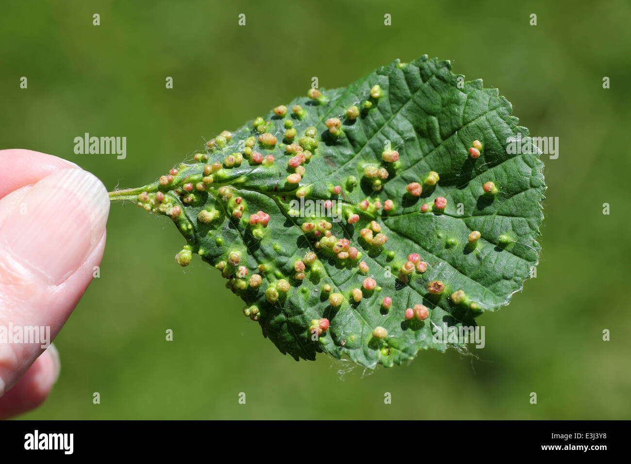 Blister Gallen an gemeinsamen Erle Alnus Glutinosa Blätter verursacht durch die Milbe Eriophyes laevis Stockfoto