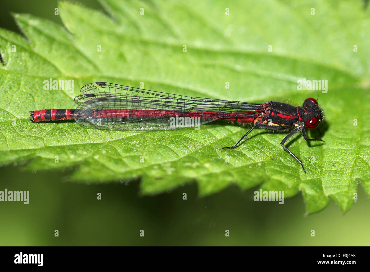 Große rote Damselfly Pyrrhosoma Nymphula Perched auf einem Blatt Stockfoto