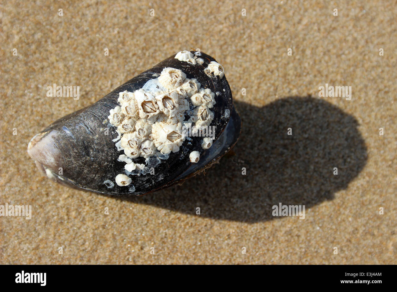 Gemeinsamen Miesmuscheln Mytilus Edulis verkrustet mit Seepocken Stockfoto