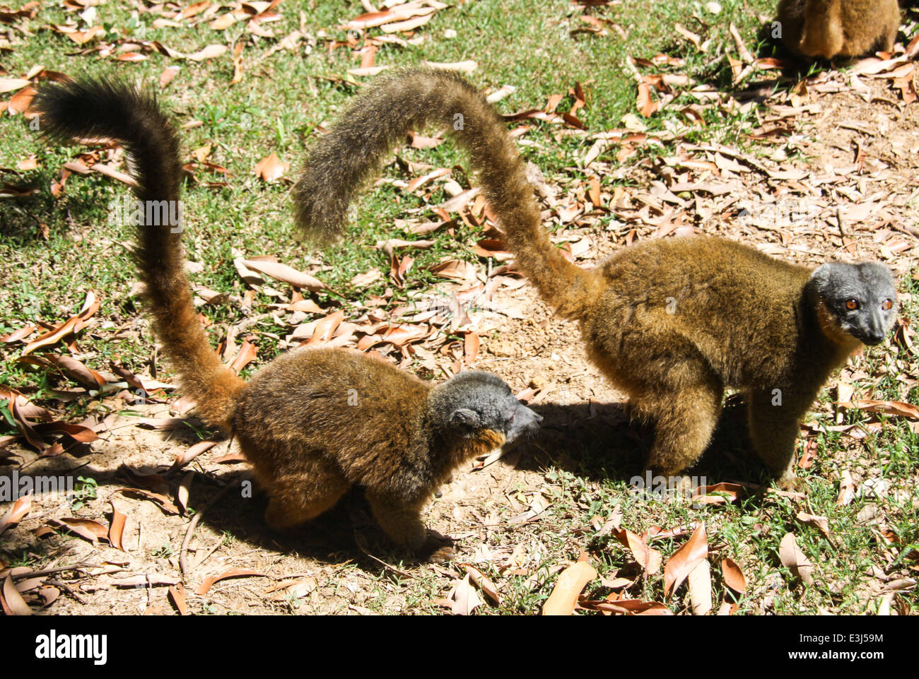 Madagaskar, Vakona Forest, brauner Lemur Eulemur fulvus Stockfoto