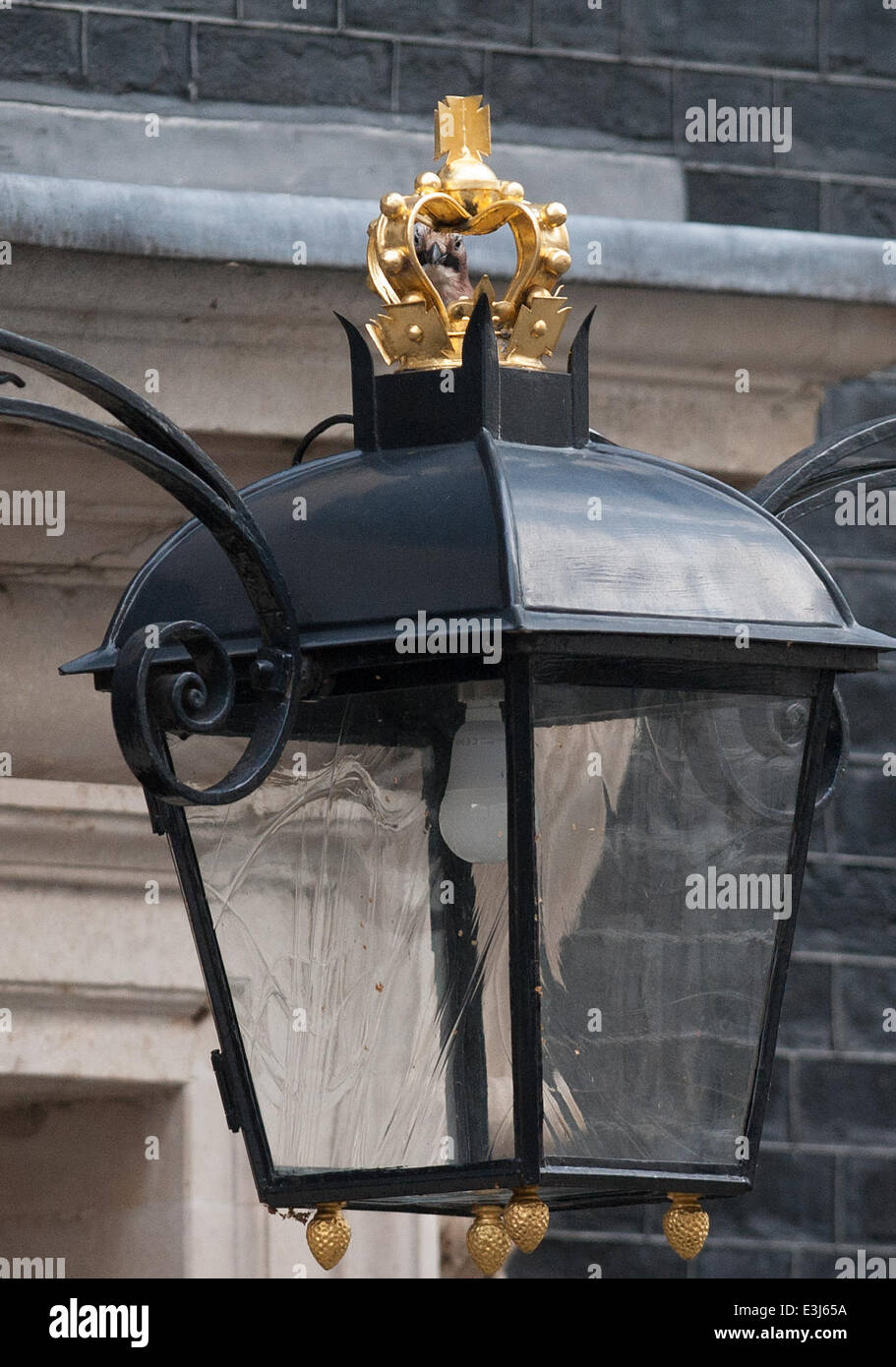 Ein Eichelhäher nisten in der Downing Street sucht nach Insekten auf die Straßenlaterne mit Blick auf die Tür Nr. 10.  Mitwirkende: Atmosphäre wo: London, Vereinigtes Königreich bei: 26. November 2013 Stockfoto