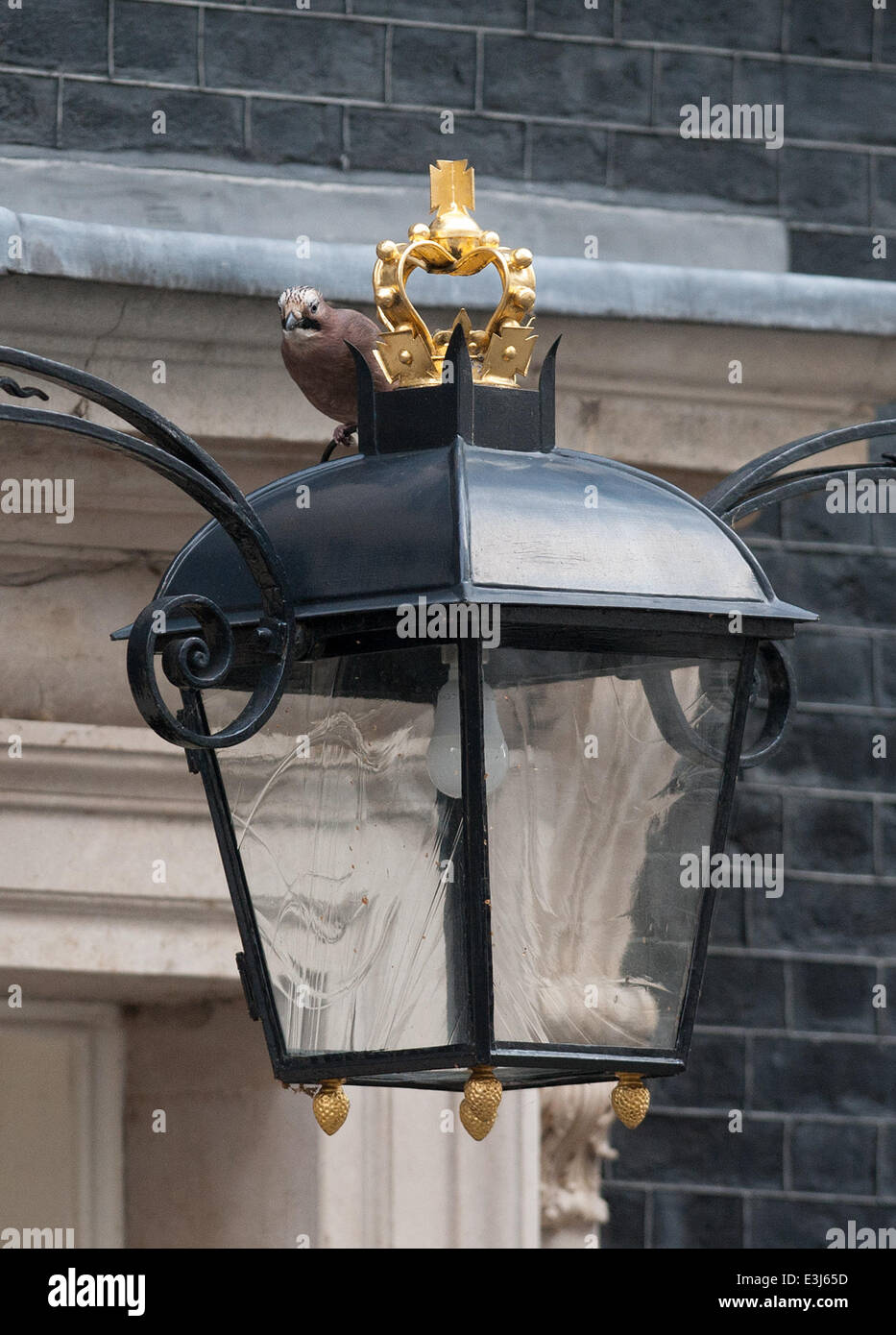 Ein Eichelhäher nisten in der Downing Street sucht nach Insekten auf die Straßenlaterne mit Blick auf die Tür Nr. 10.  Mitwirkende: Atmosphäre wo: London, Vereinigtes Königreich bei: 26. November 2013 Stockfoto