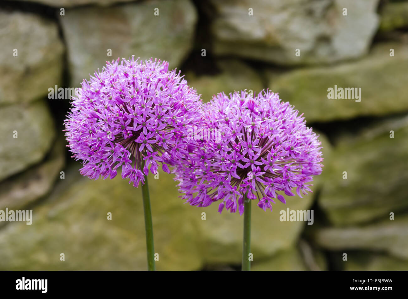 Allium Blütenköpfe Stockfoto