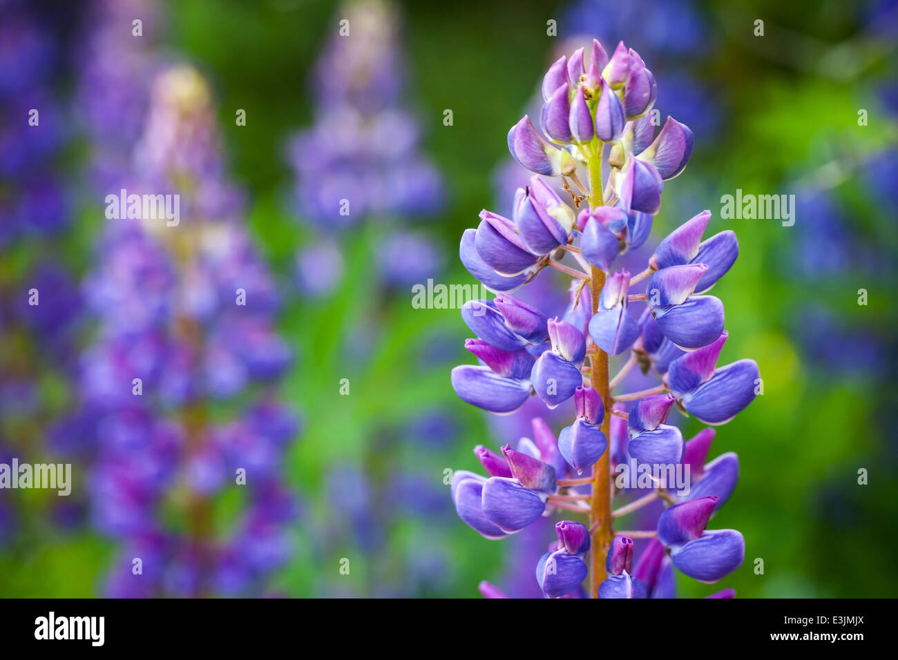 Makro-Foto von Lupinen Blumen auf der Wiese im Sommer Stockfoto