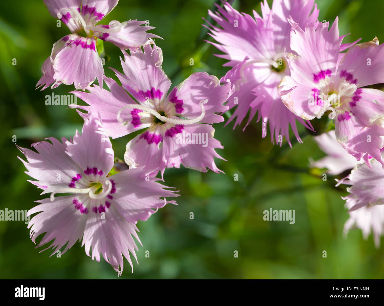 Wilde Nelke rosa Blüten. Makro-Foto mit selektiven Fokus Stockfoto