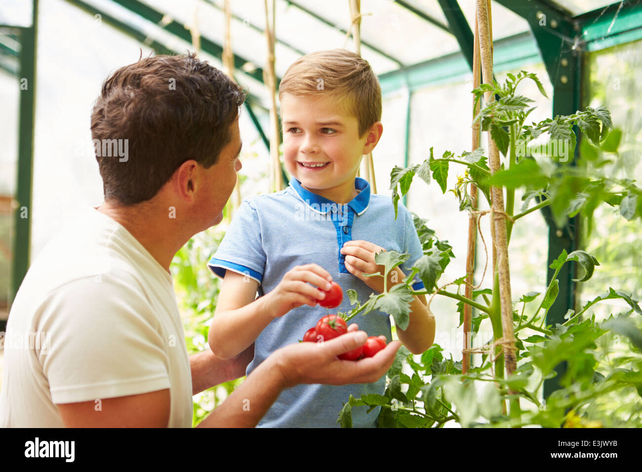 Vater und Sohn, die Ernte nach Hause angebauter Tomaten im Gewächshaus Stockfoto