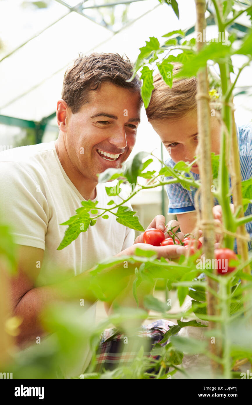 Vater und Sohn, die Ernte nach Hause angebauter Tomaten im Gewächshaus Stockfoto