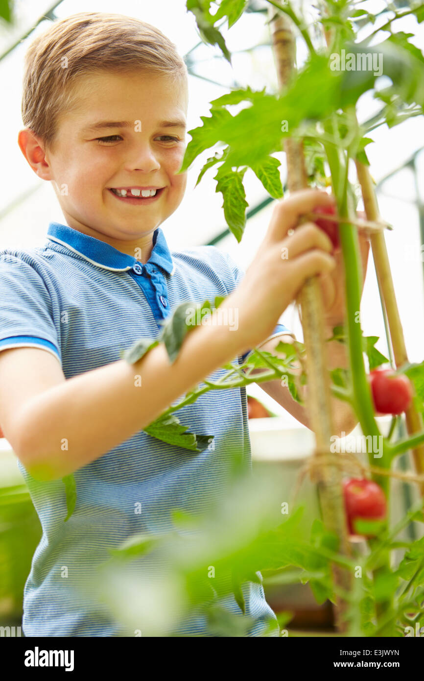 Junge Ernte nach Hause angebaute Tomaten im Gewächshaus Stockfoto