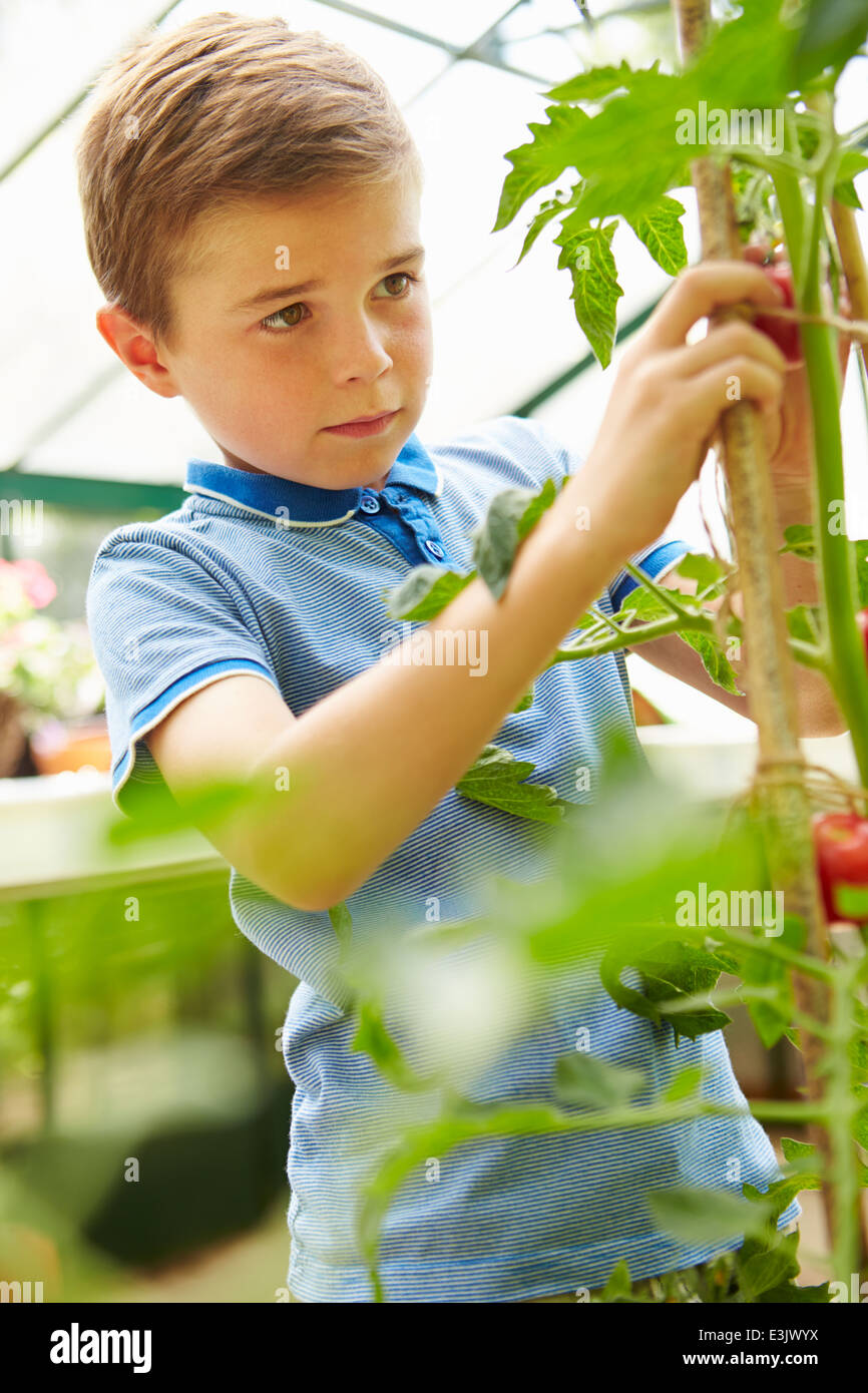 Junge Ernte nach Hause angebaute Tomaten im Gewächshaus Stockfoto