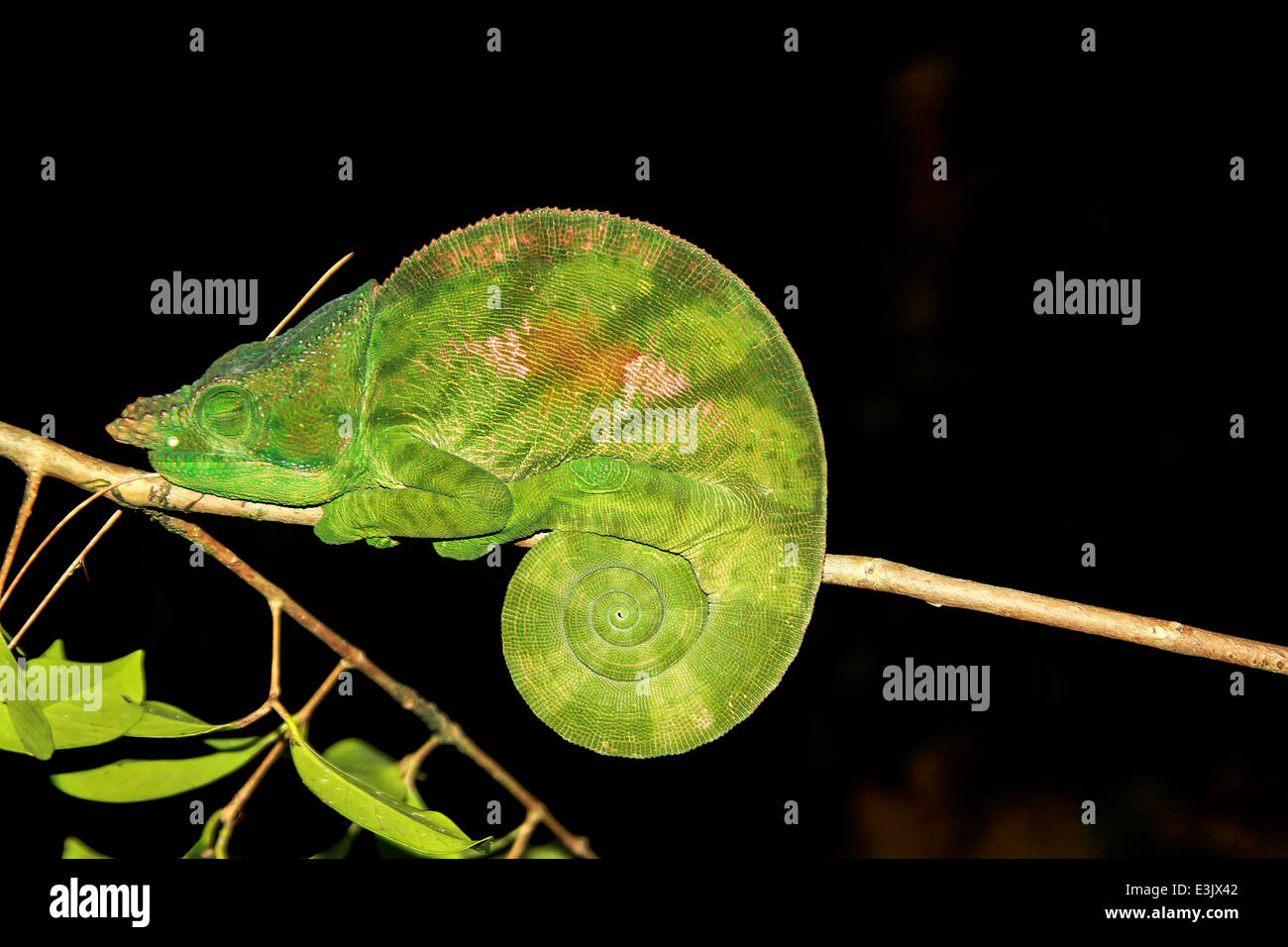 Madagaskar, Globe-gehörnte Chamäleon (Calumma Globifer) Stockfoto